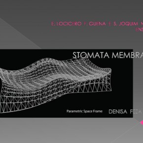 Stomata_Phase 1.2