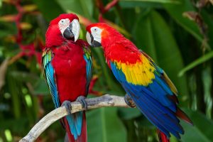 Couple of Green-Winged and Scarlet macaws in nature surrounding, Bali, Indonesia