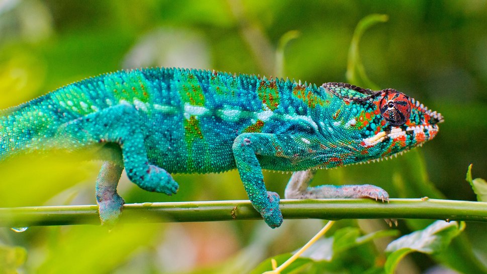 655728__chameleon-blue-freewallpapers-wallpapers_p